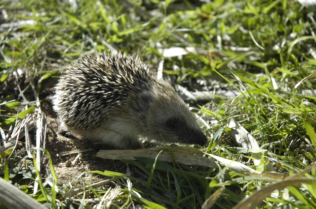 portugal, the algarve, vilamou-71.jpg - HEDGEHOG -  ALGARVE - VILAMOURA
